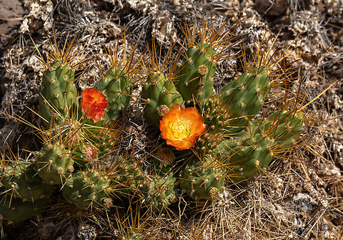 Cumulopuntia boliviana