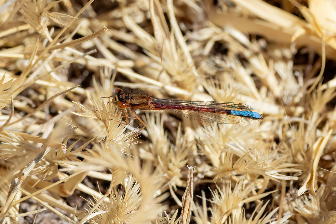 Protallagma titicacae (Coenagrionidae) Sillustani Ruins, Puno, Peru. Aug 12, 2024 Geotagged,Peru,Protallagma titicacae,Winter