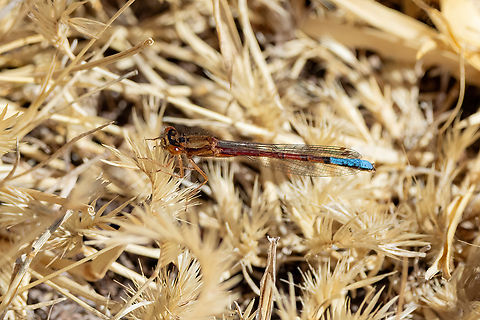 Protallagma titicacae