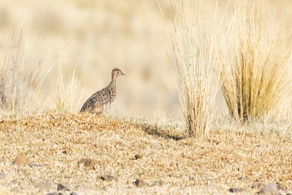 Darwin's Nothura (Nothura darwinii) Lampa, Puno, Peru. Aug 17, 2024 Darwin's nothura,Geotagged,Nothura darwinii,Peru,Winter