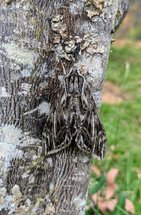 Lintneria porioni (Sphingidae) Amazilia Bioreserva, Amazonas, Peru. Oct 21, 2024 Geotagged,Lintneria porioni,Peru,Spring