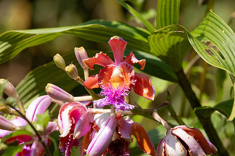 Sobralia dichotoma
