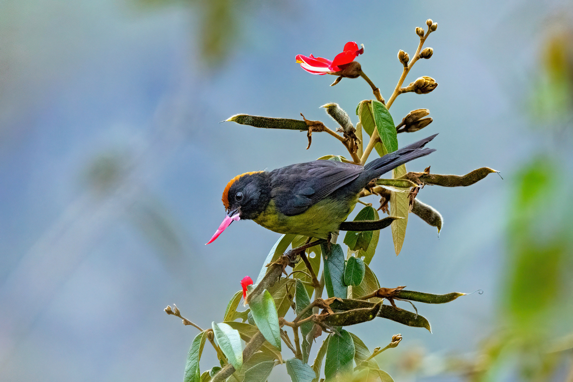 Black-faced Brushfinch (Atlapetes melanolaemus) Urohuasi, Puno, Peru. Aug 18, 2024 Atlapetes melanolaemus,Geotagged,Grey-eared brushfinch,Peru,Winter