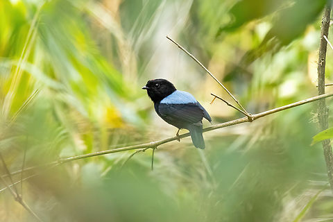 Yungas manakin (Chiroxiphia boliviana) Alto Santa Rosa, Puno, Peru. Aug 21, 2024
 Chiroxiphia boliviana,Geotagged,Peru,Winter,Yungas manakin