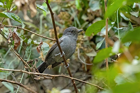 Upland antshrike (Thamnophilus aroyae) Yanahuaya, Puno, Peru. Aug 21, 2024
 Geotagged,Peru,Thamnophilus aroyae,Upland antshrike,Winter