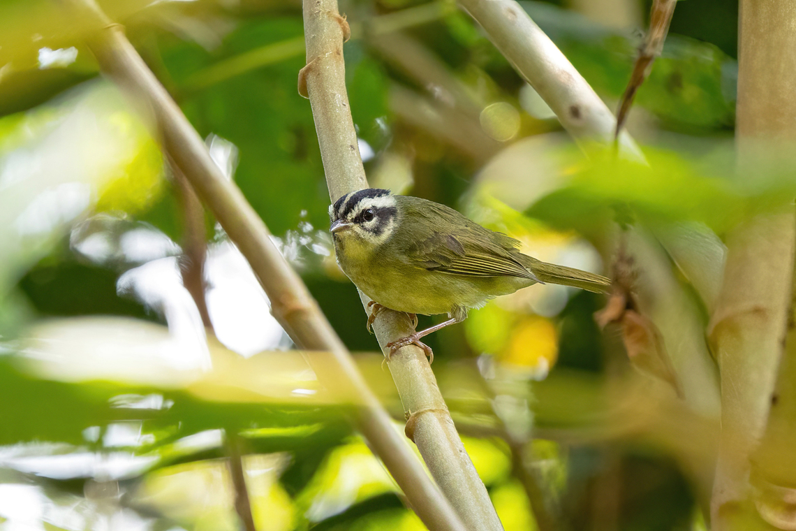 Yungas warbler (Basileuterus punctipectus) Abra Maruncunca, Puno, Peru. Aug 21, 2024 Basileuterus punctipectus,Geotagged,Peru,Winter,Yungas warbler