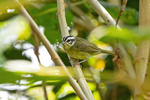 Yungas warbler (Basileuterus punctipectus) Abra Maruncunca, Puno, Peru. Aug 21, 2024 Basileuterus punctipectus,Geotagged,Peru,Winter,Yungas warbler