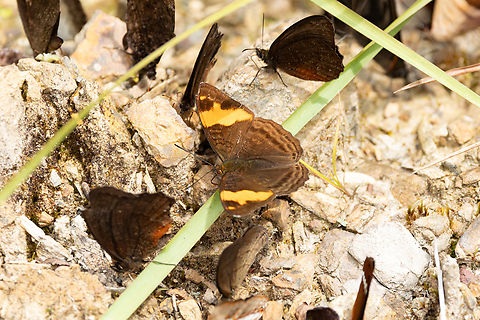 Zina Sister (Adelpha zina) Abra Maruncunca, Puno, Peru. Aug 21, 2024 Adelpha zina,Geotagged,Peru,Winter,Zina Sister
