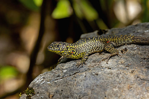 Eastern Whorltail Iguana