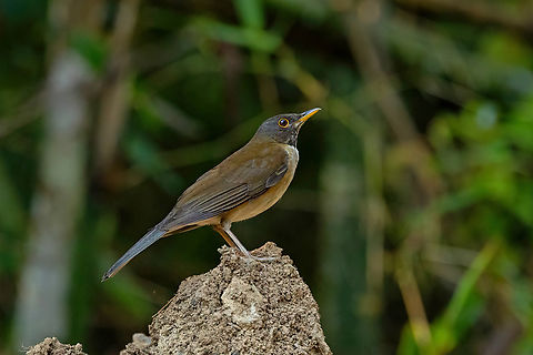 White-necked thrush (Turdus albicollis) Alto Santa Rosa, Puno, Peru. Aug 22, 2024 Geotagged,Peru,Turdus albicollis,White-necked thrush,Winter