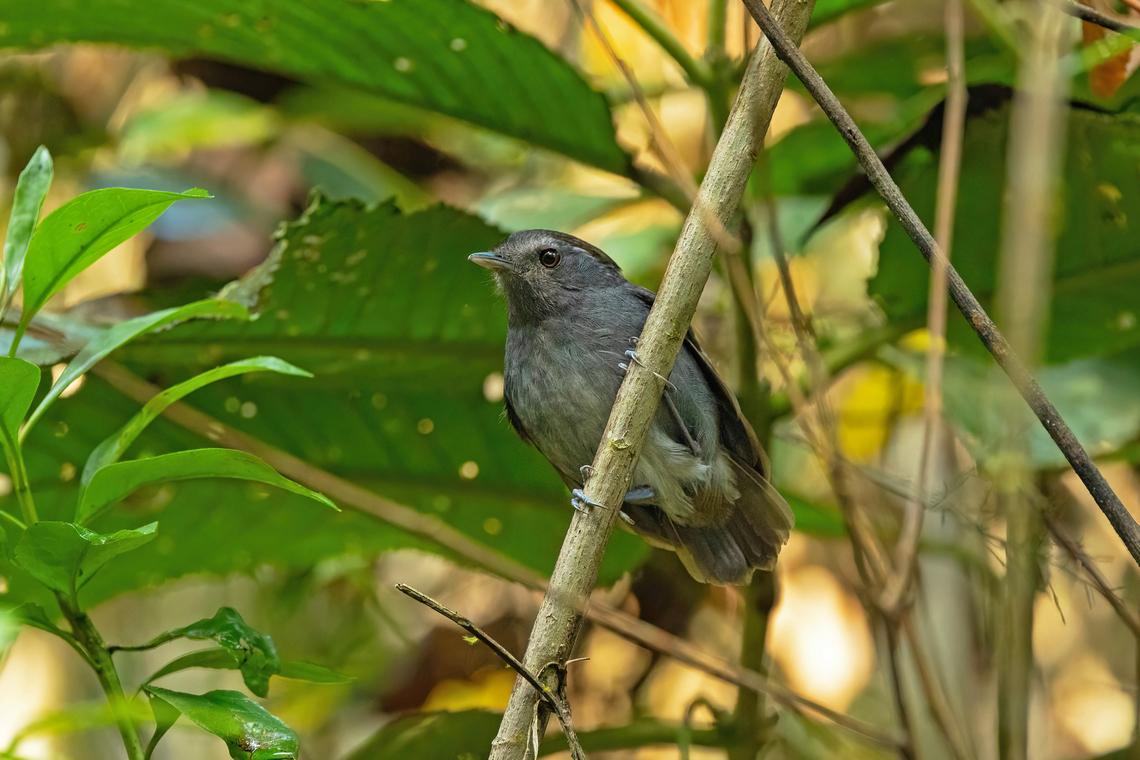 Slaty Gnateater (Conopophaga ardesiaca) Alto Santa Rosa, Puno, Peru. Aug 22, 2024 Conopophaga ardesiaca,Geotagged,Peru,Slaty gnateater,Winter