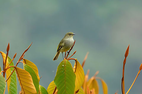 Bolivian tyrannulet (Zimmerius bolivianus) Alto Santa Rosa, Puno, Peru. Aug 22, 2024 Bolivian tyrannulet,Geotagged,Peru,Winter,Zimmerius bolivianus