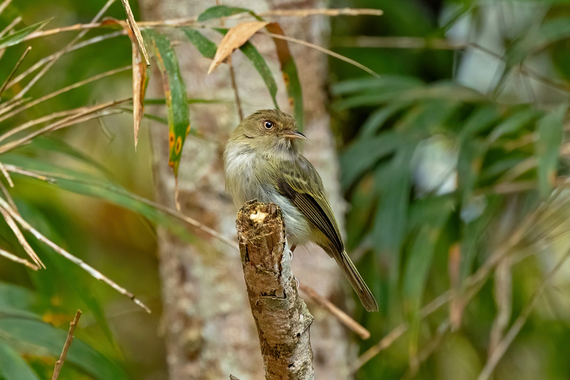 Yungas Tody-Tyrant (Hemitriccus spodiops) Alto Santa Rosa, Puno, Peru. Aug 22, 2024 Geotagged,Hemitriccus spodiops,Peru,Winter,Yungas tody-tyrant