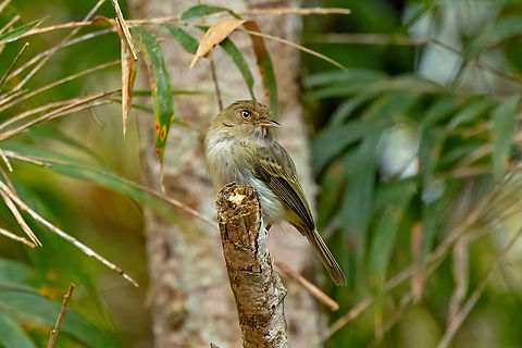 Yungas Tody-Tyrant (Hemitriccus spodiops) Alto Santa Rosa, Puno, Peru. Aug 22, 2024 Geotagged,Hemitriccus spodiops,Peru,Winter,Yungas tody-tyrant