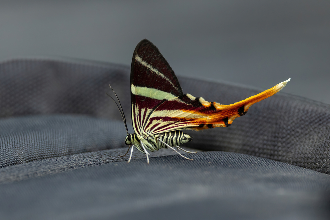 Erateina staudingeri (Geometridae) Alto Santa Rosa, Puno, Peru. Aug 22, 2024 Erateina staudingeri,Geotagged,Peru,Winter