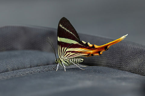 Erateina staudingeri (Geometridae) Alto Santa Rosa, Puno, Peru. Aug 22, 2024 Erateina staudingeri,Geotagged,Peru,Winter