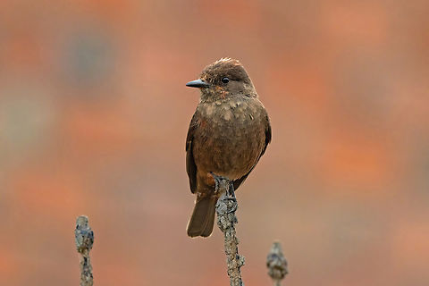 Vermilion Flycatcher (Pyrocephalus rubinus) ACR Humedales de Ventanilla, El Callao, Peru. Nov 3, 2024 Geotagged,Peru,Pyrocephalus,Vermilion flycatcher