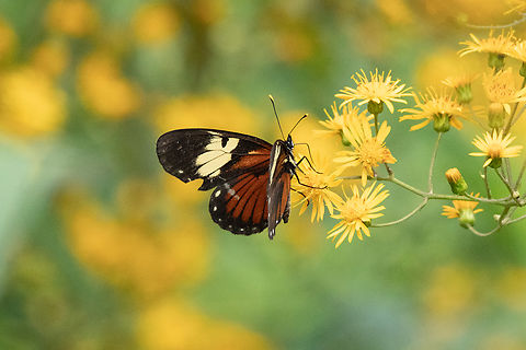 Eresia datis (Nymphalidae) Alto Santa Rosa, Puno, Peru. Aug 22, 2024 Eresia datis,Geotagged,Peru,Winter