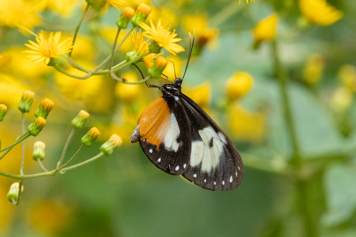 Hyalyris coeno (Nymphalidae) Alto Santa Rosa, Puno, Peru. Aug 22, 2024 Geotagged,Hyalyris coeno,Peru,Winter