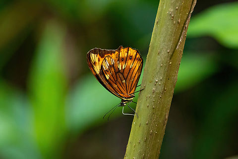 Oxeoschistus pronax (Nymphalidae) Purumpata, Puno, Peru. Aug 23, 2024 Geotagged,Oxeoschistus pronax,Peru,Winter