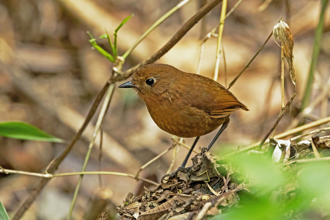 Puno Antpitta (Grallaria sinaensis) Sina, Puno, Peru. Aug 23, 2024 Geotagged,Grallaria sinaensis,Peru,Puno antpitta,Winter