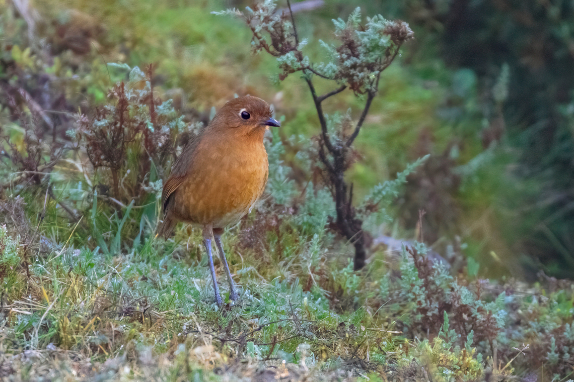Panao antpitta (Grallaria oneilli) PNYC - Santa Barbara, Pasco, Peru. Aug 13, 2020 Geotagged,Grallaria oneilli,Panao antpitta,Peru,Winter
