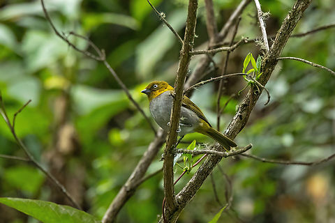Short-billed Chlorospingus (Chlorospingus parvirostris) Sina, Puno, Peru. Aug 23, 2024 Chlorospingus parvirostris,Geotagged,Peru,Winter,Yellow-whiskered chlorospingus