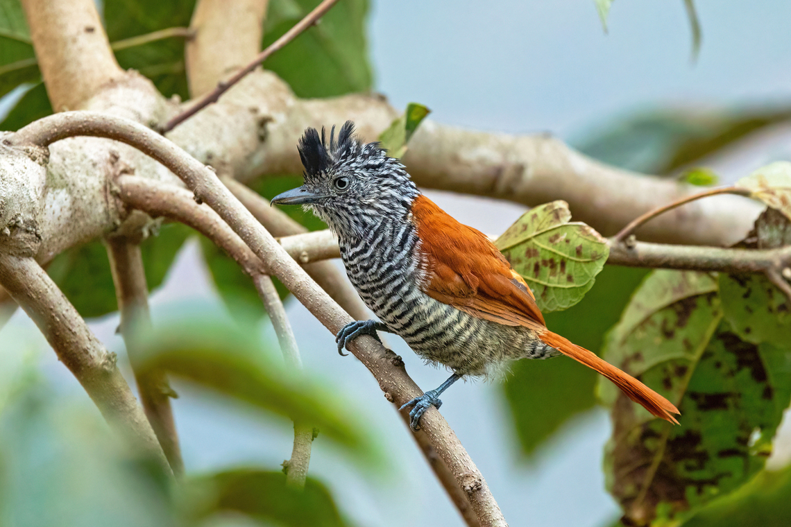 Chestnut-backed antshrike (Thamnophilus palliatus) Purumpata, Puno, Peru. Aug 23, 2024 Chestnut-backed antshrike,Geotagged,Peru,Thamnophilus palliatus,Winter