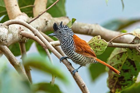 Chestnut-backed antshrike (Thamnophilus palliatus) Purumpata, Puno, Peru. Aug 23, 2024 Chestnut-backed antshrike,Geotagged,Peru,Thamnophilus palliatus,Winter