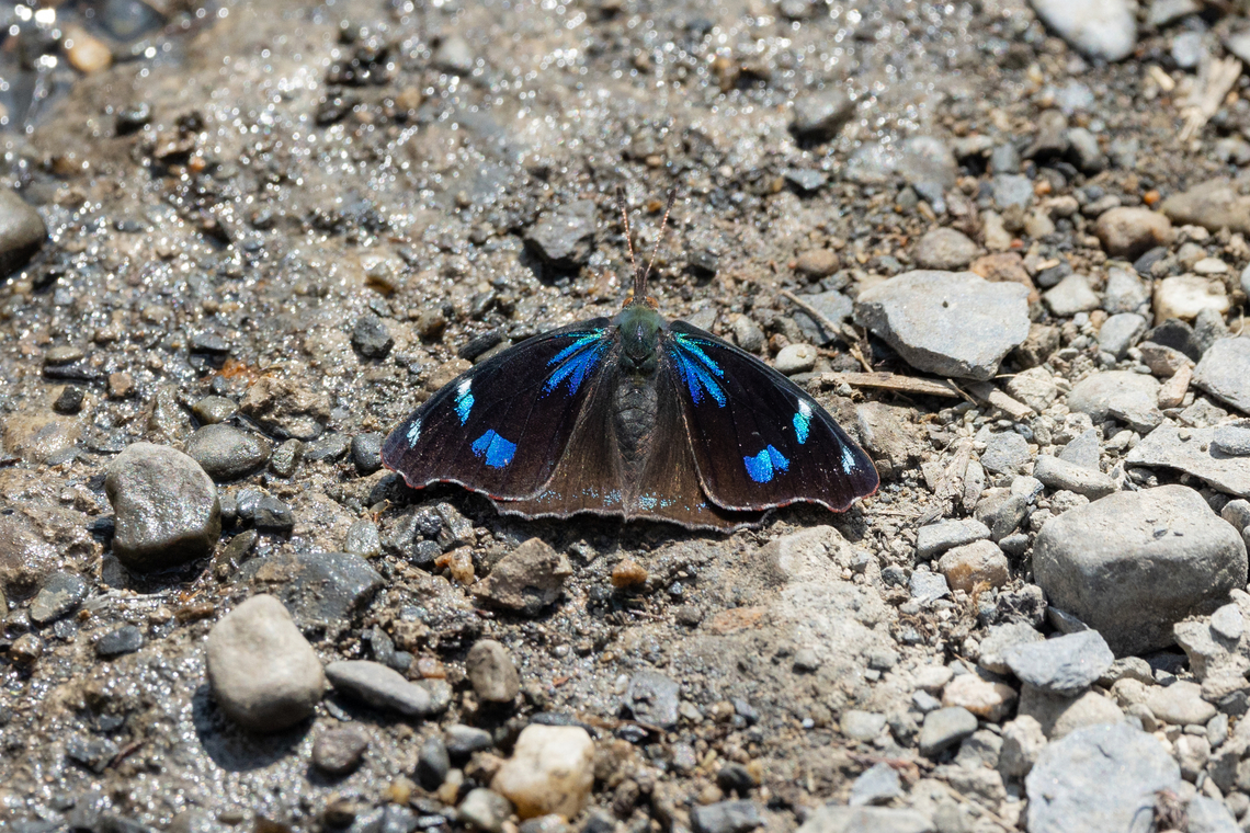 Orophila diotima (Nymphalidae) Sina, Puno, Peru. Aug 24, 2024 Geotagged,Orophila diotima,Peru,Winter