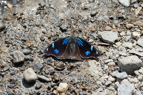 Orophila diotima (Nymphalidae) Sina, Puno, Peru. Aug 24, 2024 Geotagged,Orophila diotima,Peru,Winter