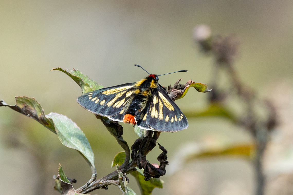 Metardaris cosinga (Pyrrhopygini) Sina, Puno, Peru. Aug 24, 2024 Geotagged,Metardaris,Metardaris cosinga,Peru,Winter