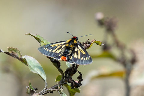 Metardaris cosinga (Pyrrhopygini) Sina, Puno, Peru. Aug 24, 2024 Geotagged,Metardaris,Metardaris cosinga,Peru,Winter