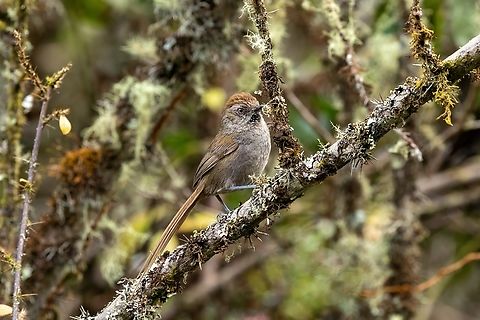 Puna thistletail (Asthenes helleri) Sina, Puno, Peru. Aug 24, 2024 Asthenes helleri,Geotagged,Peru,Puna thistletail,Winter
