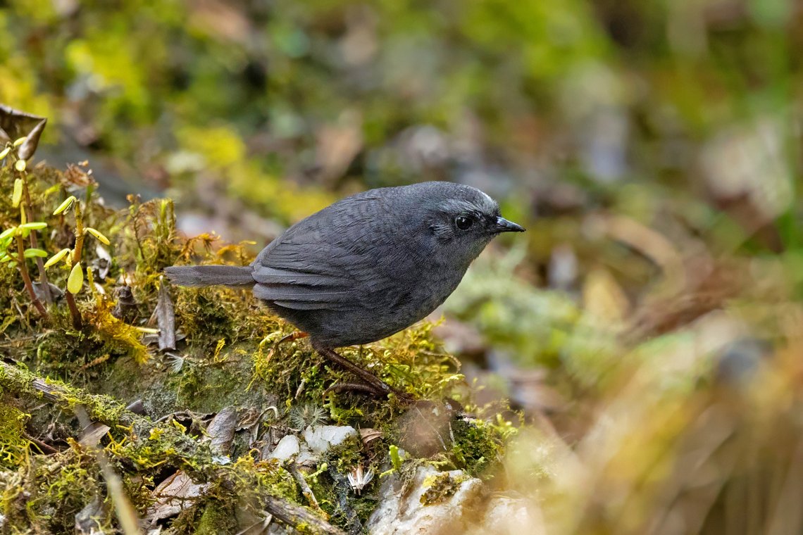 Diademed Tapaculo (Scytalopus schulenbergi) Sina, Puno, Peru. Aug 24, 2024 Diademed tapaculo,Geotagged,Peru,Scytalopus schulenbergi,Winter