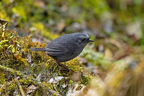 Diademed Tapaculo (Scytalopus schulenbergi) Sina, Puno, Peru. Aug 24, 2024 Diademed tapaculo,Geotagged,Peru,Scytalopus schulenbergi,Winter