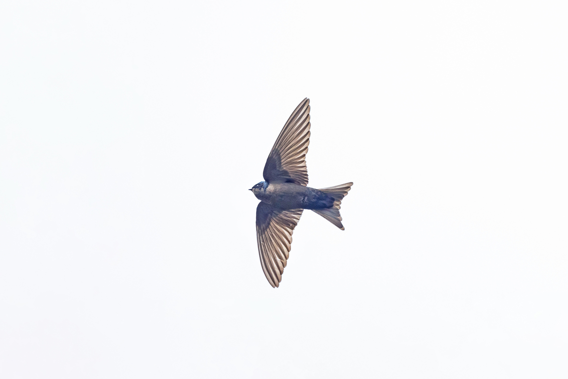Brown-bellied swallow (Orochelidon murina) Sina, Puno, Peru. Aug 24, 2024 Brown-bellied swallow,Geotagged,Orochelidon murina,Peru,Winter