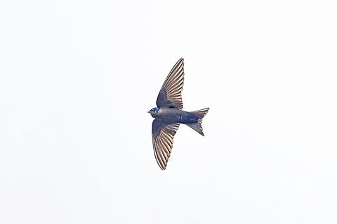 Brown-bellied swallow (Orochelidon murina) Sina, Puno, Peru. Aug 24, 2024 Brown-bellied swallow,Geotagged,Orochelidon murina,Peru,Winter