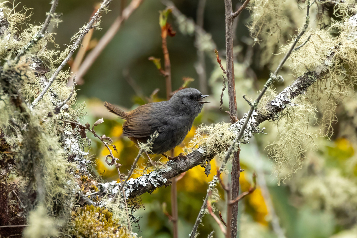 Puna tapaculo (Scytalopus simonsi) Sina, Puno, Peru. Aug 24, 2024 Geotagged,Peru,Puna tapaculo,Scytalopus simonsi,Winter