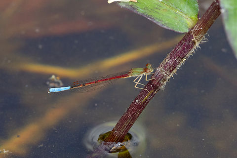 Oxyallagma dissidens