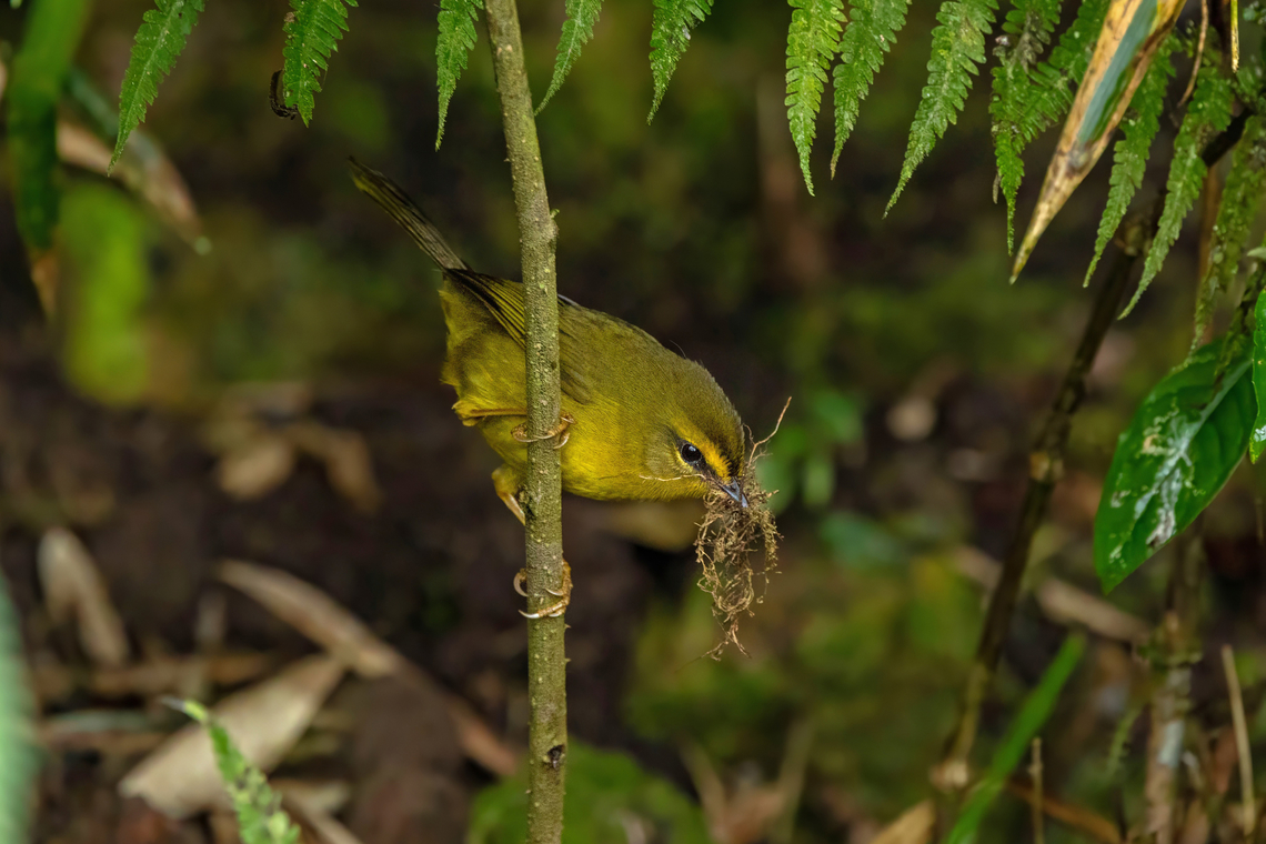Pale-legged Warbler (Myiothlypis signata) Urohuasi, Puno, Peru. Aug 26 2024 Geotagged,Myiothlypis signata,Pale-legged warbler,Peru,Winter