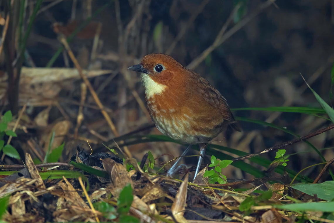Red-and-white antpitta (Grallaria erythroleuca) Urohuasi, Puno, Peru. Aug 26, 2024 Geotagged,Grallaria erythroleuca,Peru,Red-and-white antpitta,Winter