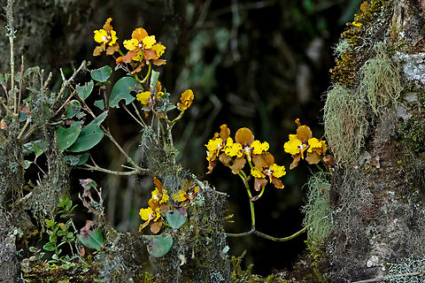 Cyrtochilum macranthum
