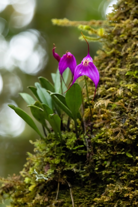 Masdevallia hymenantha (Orchidaceae) Huaylla Belen Valley, Amazonas, Peru. Dec 4, 2024 Geotagged,Masdevallia hymenantha,Peru,Spring