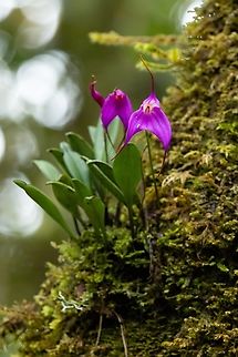 Masdevallia hymenantha (Orchidaceae) Huaylla Belen Valley, Amazonas, Peru. Dec 4, 2024 Geotagged,Masdevallia hymenantha,Peru,Spring