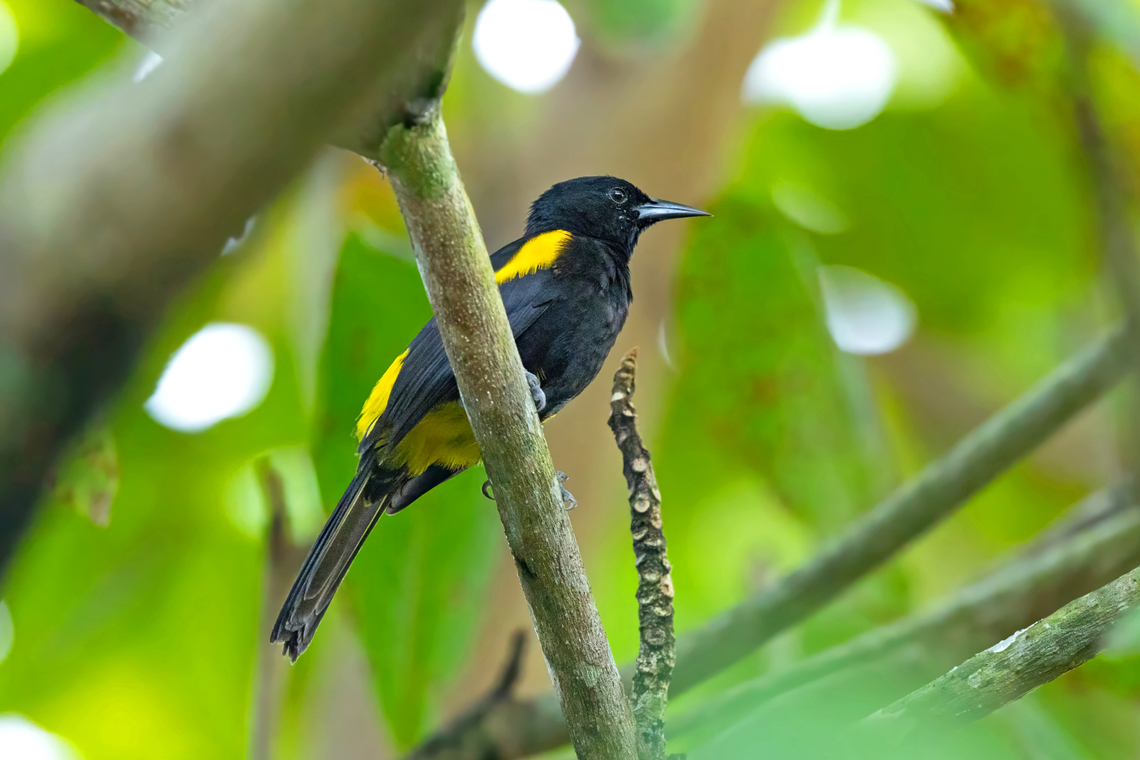 Puerto Rican oriole (Icterus portoricensis) Villa Borinquen, Caguas, PR. Nov 25, 2024 Fall,Geotagged,Icterus portoricensis,Puerto Rican oriole,Puerto Rico