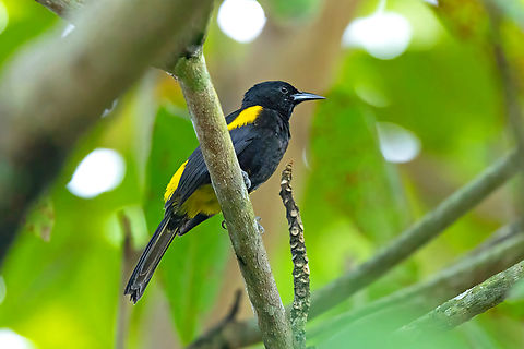 Puerto Rican oriole (Icterus portoricensis) Villa Borinquen, Caguas, PR. Nov 25, 2024 Fall,Geotagged,Icterus portoricensis,Puerto Rican oriole,Puerto Rico