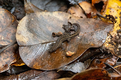 Townsend's Dwarf Sphaero (Sphaerodactylus townsendi) Reserva Cabezas De San Juan, Fajardo, Puerto Rico. Nov 24, 2024 Fall,Geotagged,Puerto Rico,Sphaerodactylus townsendi
