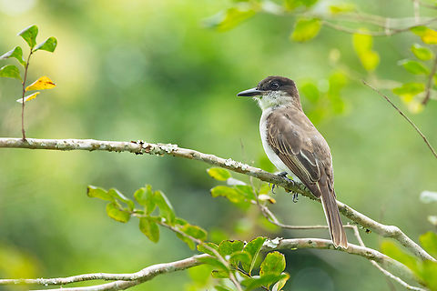 Puerto Rican Loggerhead kingbird (Tyrannus caudifasciatus taylori) Sabana, Luquillo, Puerto Rico. Nov 24, 2024 Fall,Geotagged,Loggerhead kingbird,Puerto Rico,Tyrannus caudifasciatus