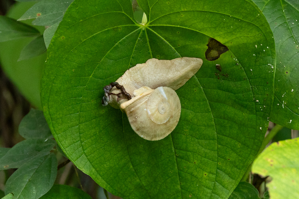 Parthena acutangula (Sagdidae) Sabana, Luquillo, Puerto Rico. Nov 24, 2024 Fall,Geotagged,Parthena acutangula,Puerto Rico